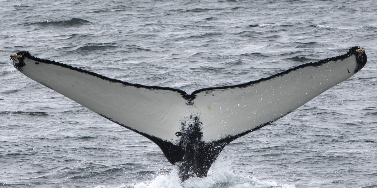 Fluke of HRC-MN190