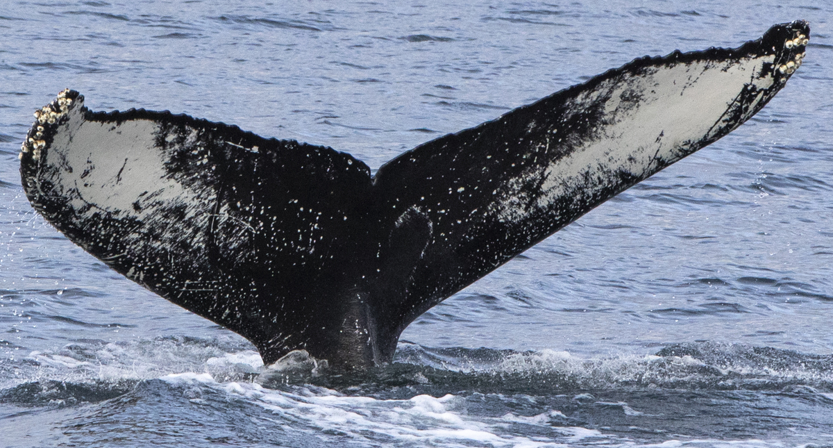 Fluke of Cane (Husavik) aka Sphincter (Westfjords)