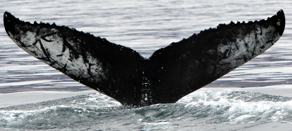Fluke of Wahleiam (Husavik)