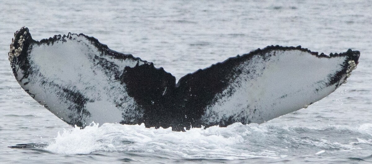 Fluke of HW-MN0102292