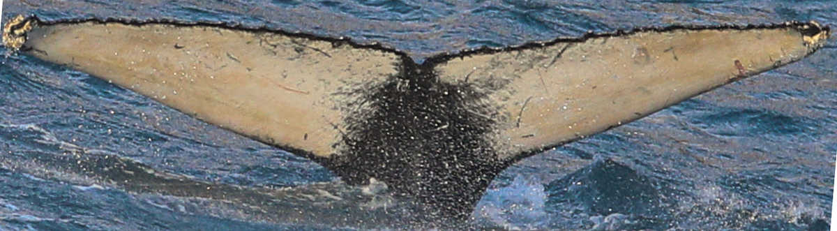 Fluke of HW-MN0102295