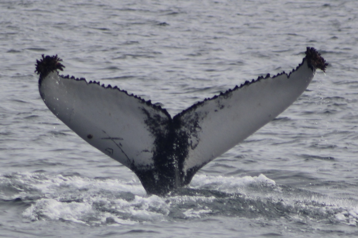 Fluke of LeftX (Westfjords)