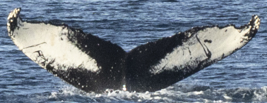Fluke of Saxophone (Westfjords)