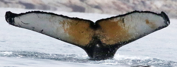 Fluke of 2lines (Westfjords)