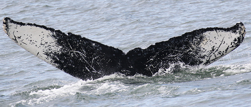 Fluke of Nexus aka Chip (Southeast Alaska)