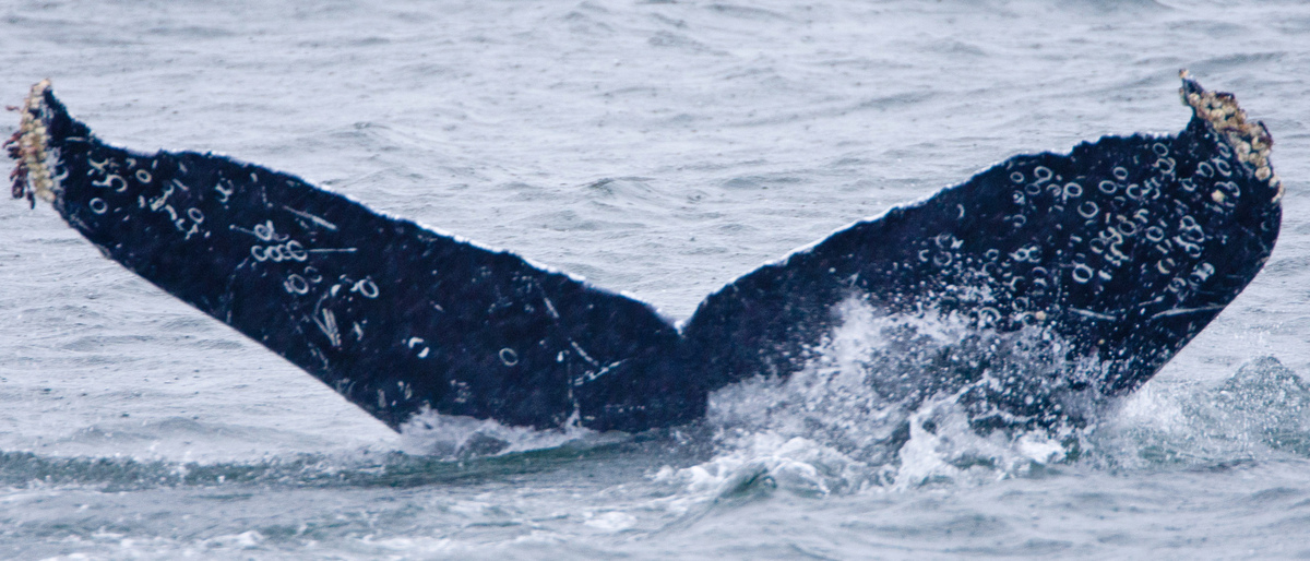 Fluke of Xeramperlina