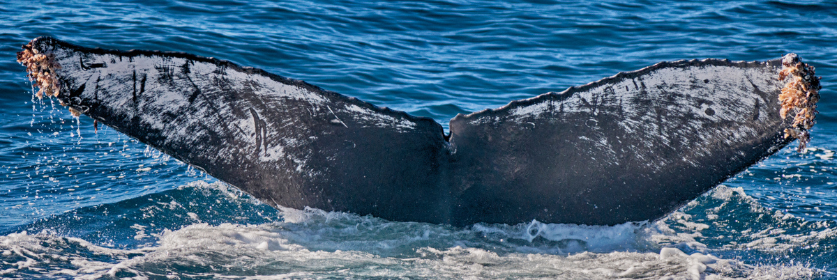 Fluke of Scarlet (Santa Barbara Channel)