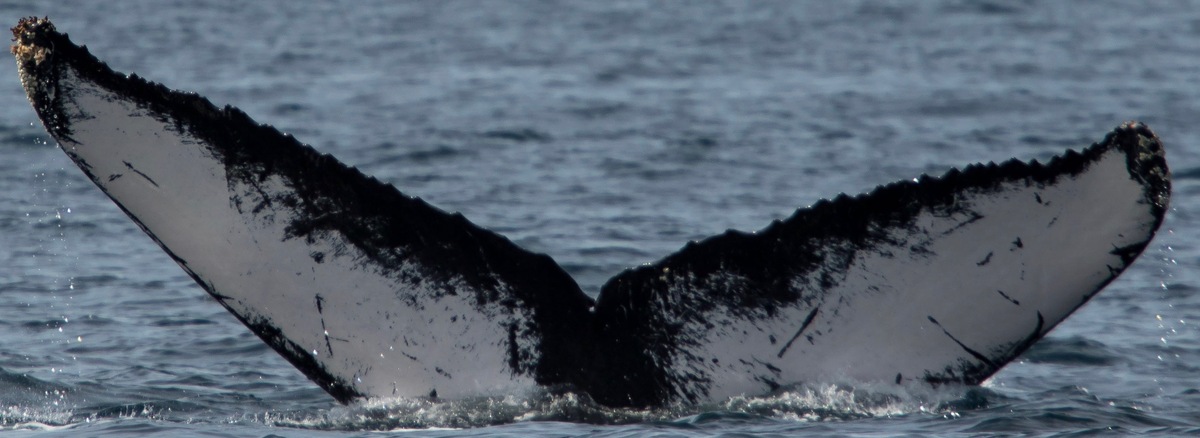 Fluke of CRC-11695