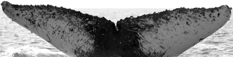 Fluke of Bonita (ECOBAC)