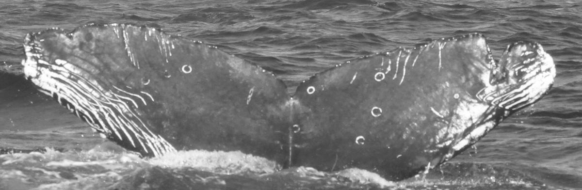 Fluke of CRC-15379