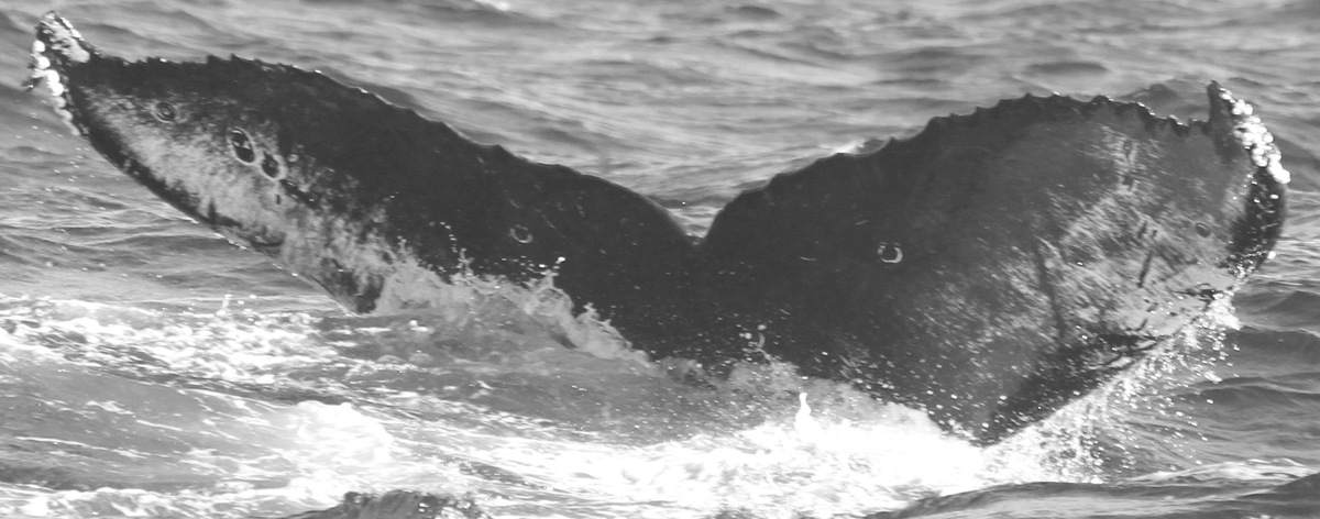 Fluke of CRC-11705