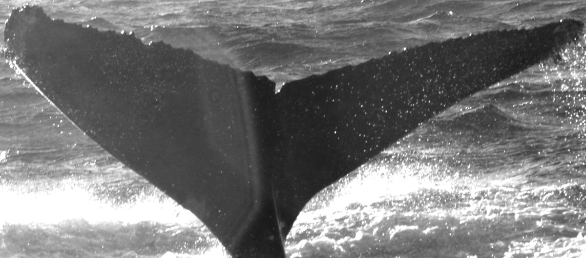 Fluke of CRC-11132