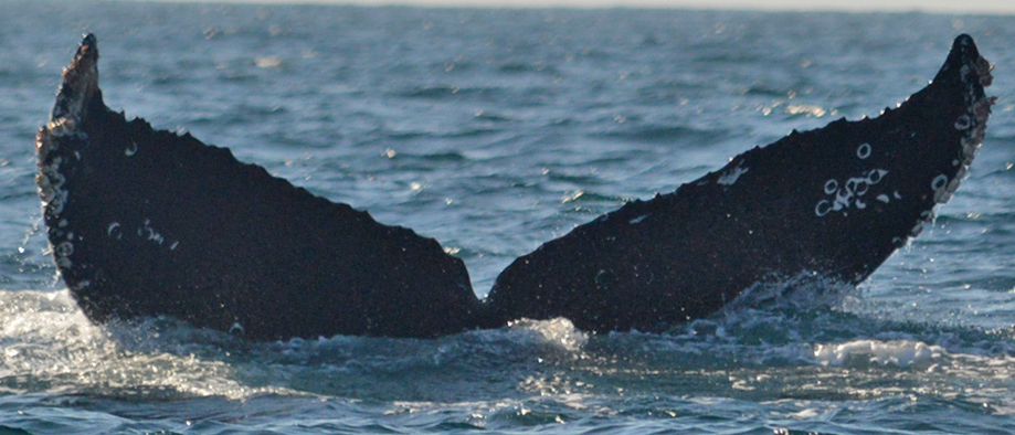 Fluke of CRC-11641