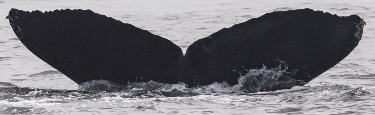 Fluke of Kulea (San Diego)