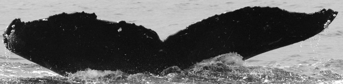 Fluke of Swertia (FS)