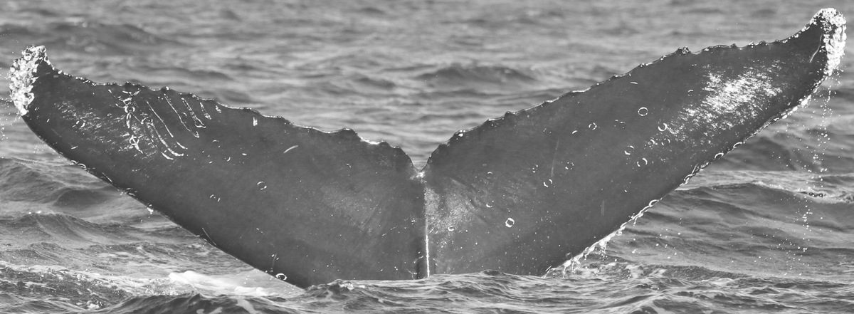Fluke of CRC-15403