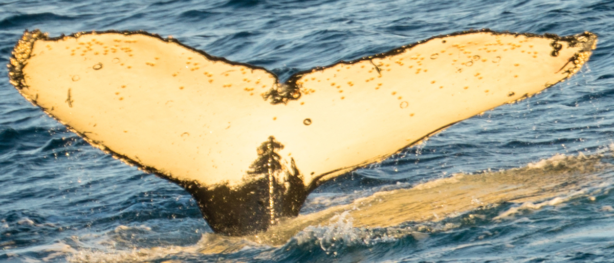Fluke of HW-MN1300510