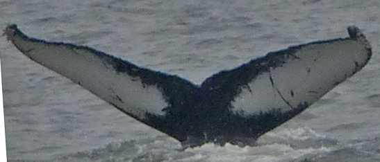 Fluke of SEAK-1862