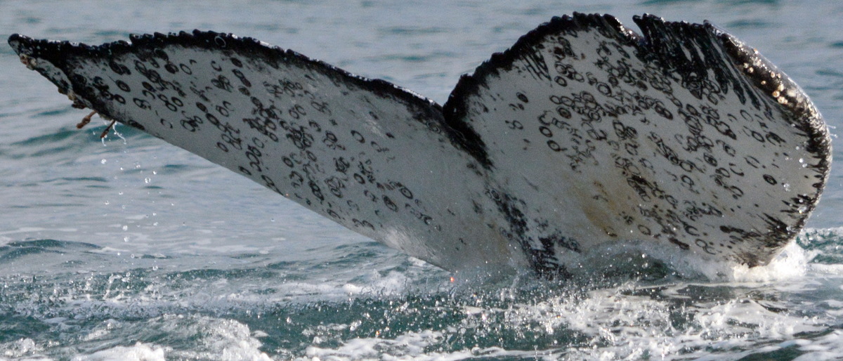 Fluke of Arlo Whale (Antarctica)