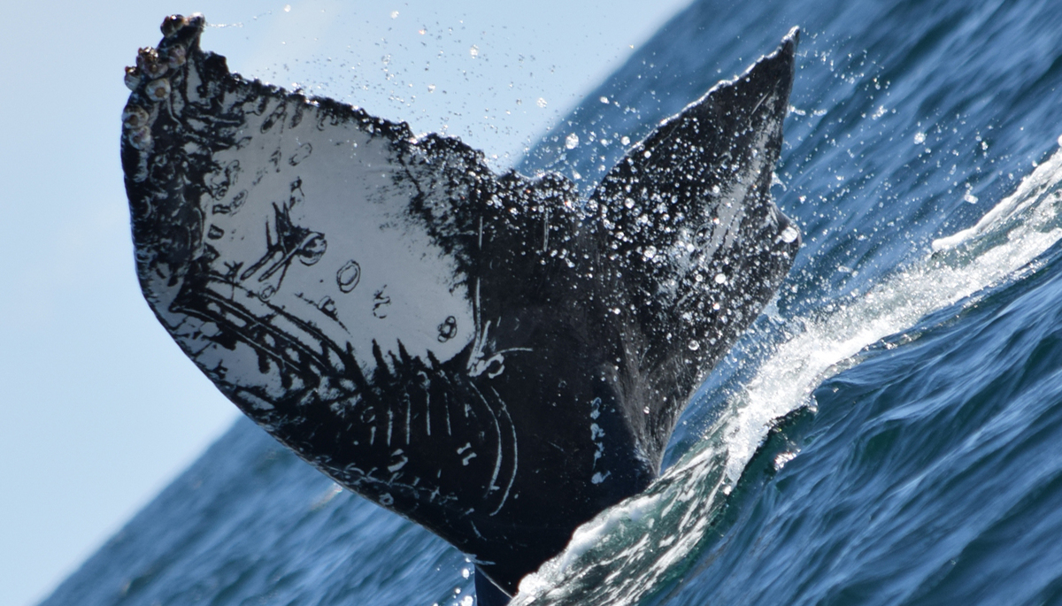 Fluke of CRC-12321