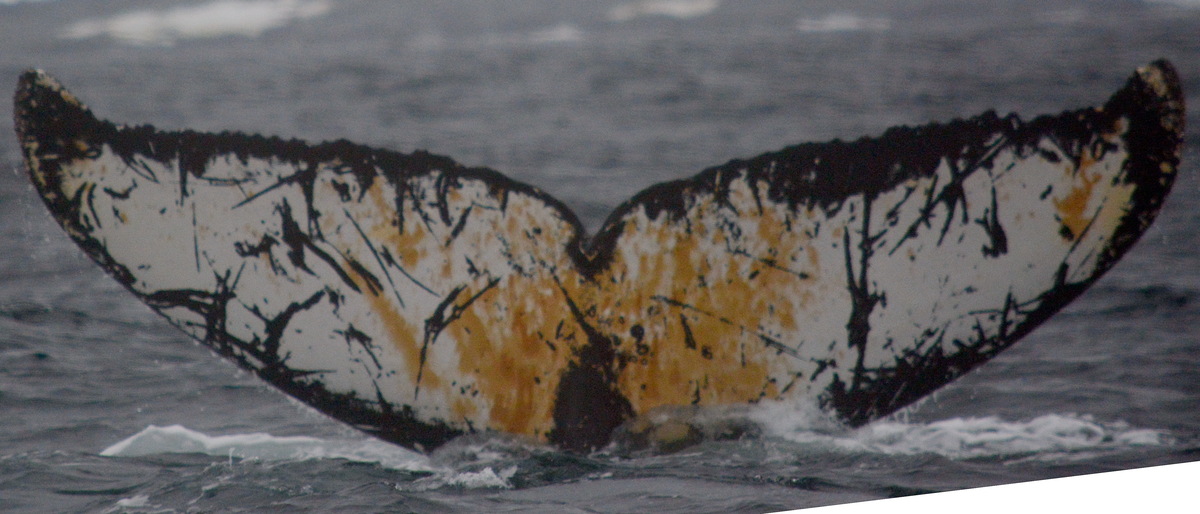 Fluke of BTBEL-Mn20_062C_P