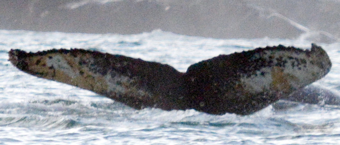 Fluke of BTBEL-Mn20_078B_P