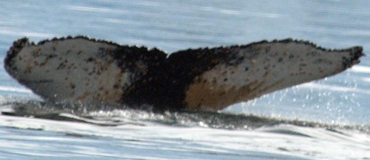 Fluke of BTBEL-Mn20_064A_P