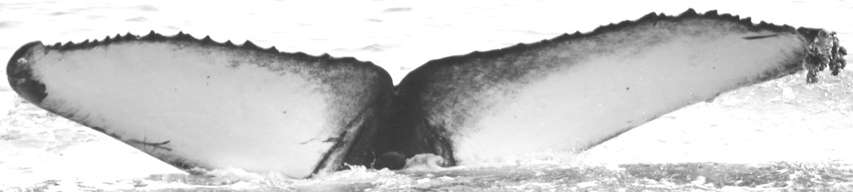 Fluke of CRC-15325