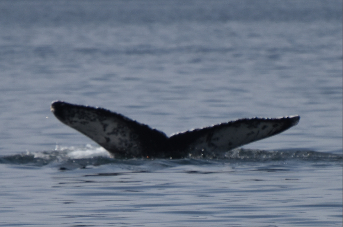 Fluke of HW-MN0522438