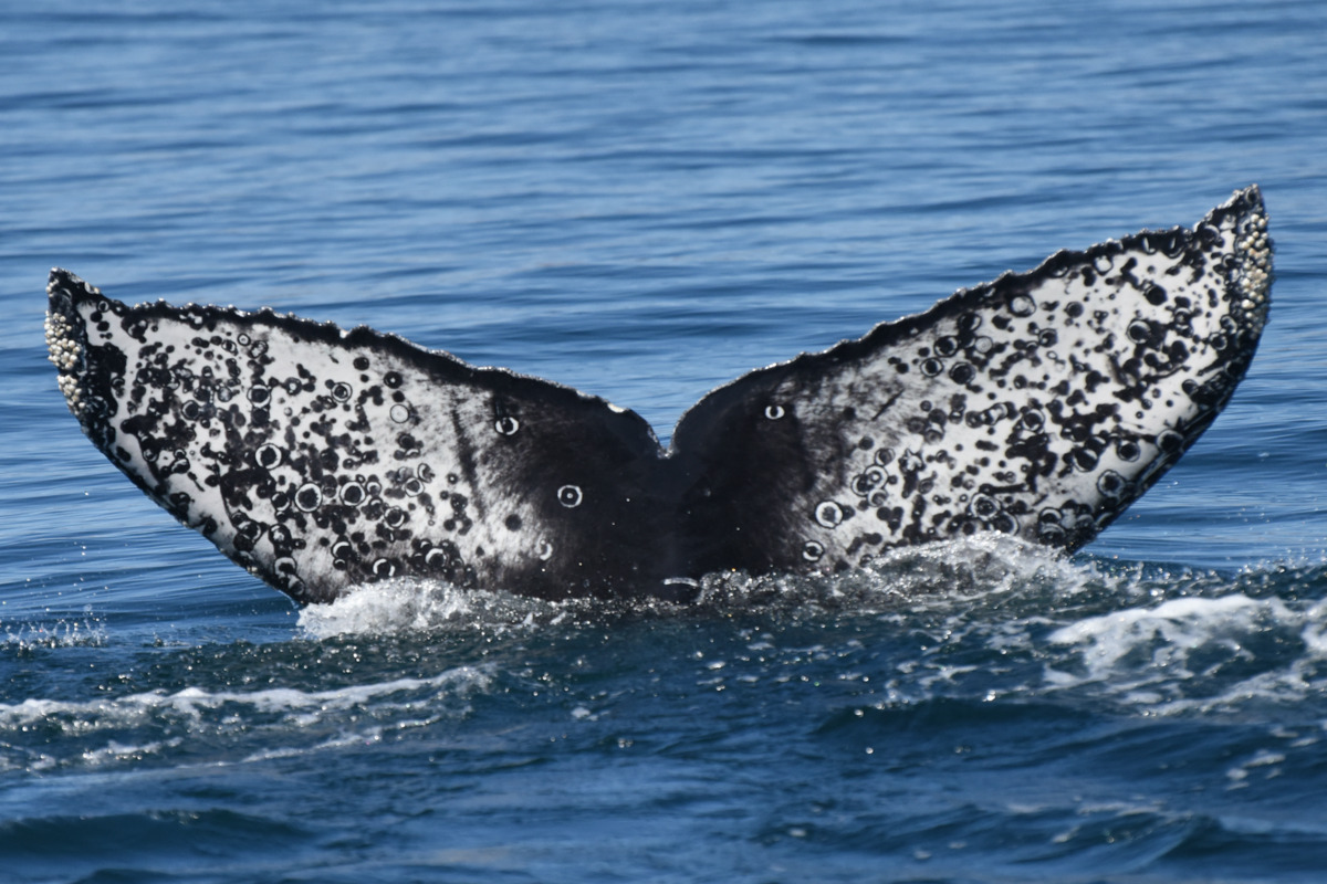 Fluke of CRC-20207
