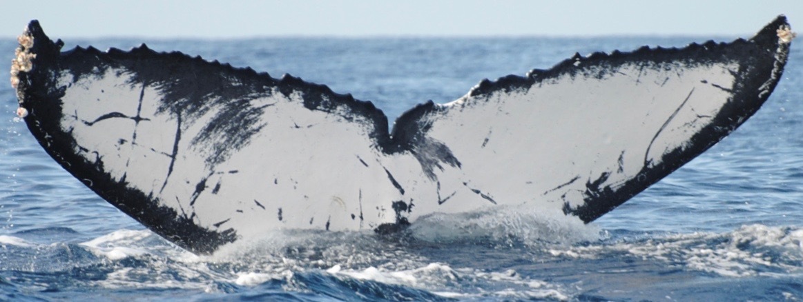 Fluke of CRC-11301