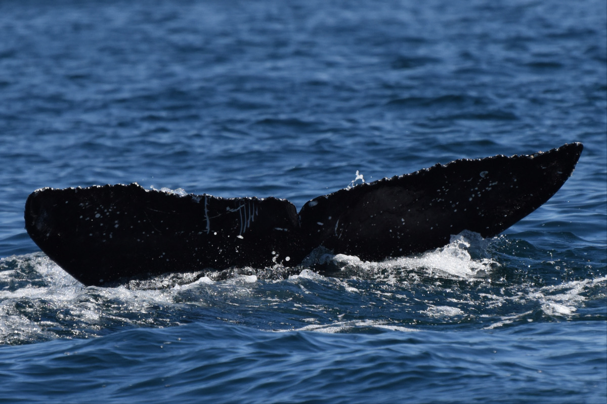 Fluke of HW-MN0522442