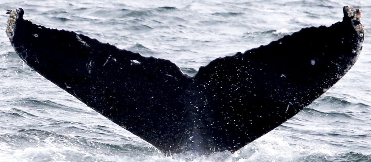 Fluke of Gary Breacher (Alaska)