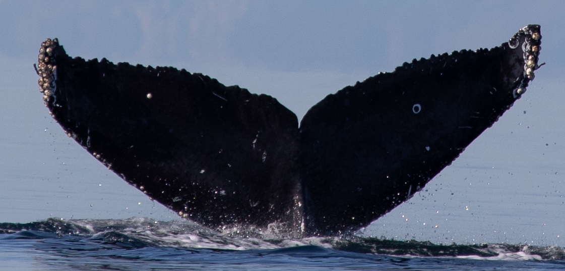 Fluke of HW-MN0401162