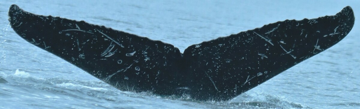 Fluke of Stihl (Wrangell)