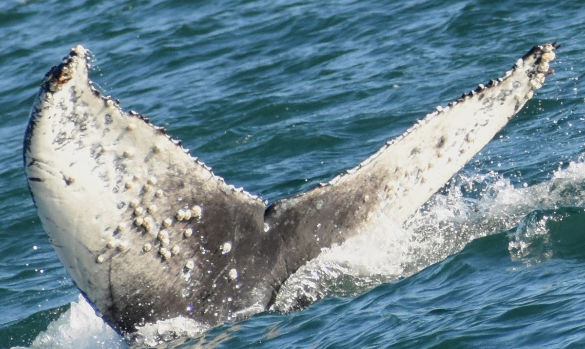Fluke of CRC-22150
