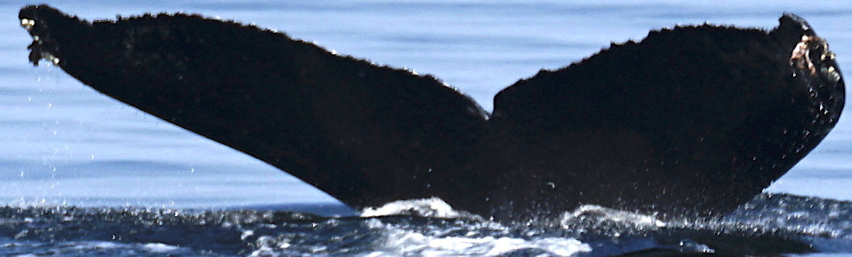 Fluke of HW-MN0401200