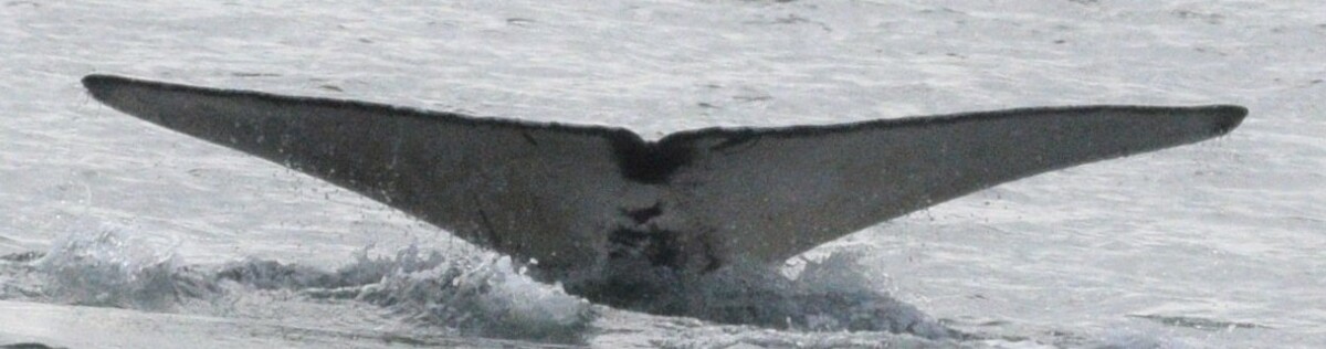 Fluke of SEAK-5578