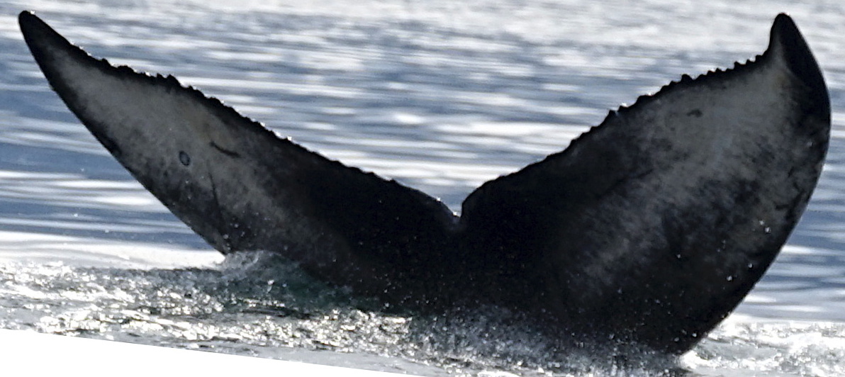 Fluke of SEAK-2687