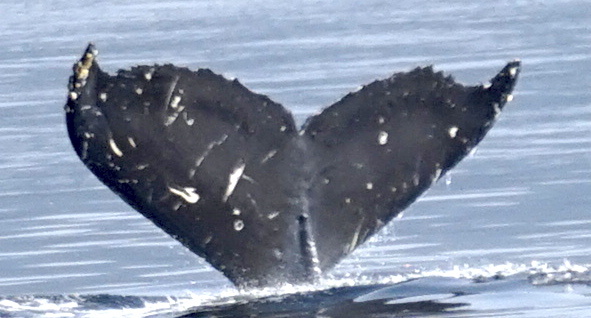 Fluke of SEAK-5373