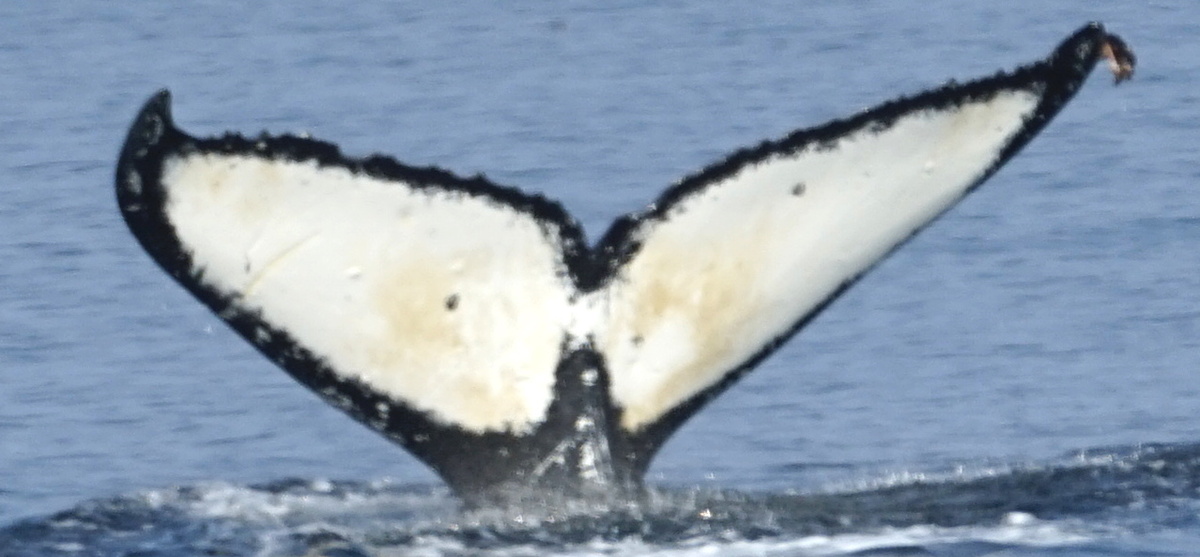 Fluke of Moth-man (Juneau)