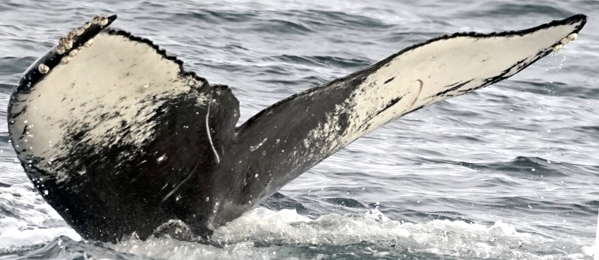 Fluke of HW-MN0401218