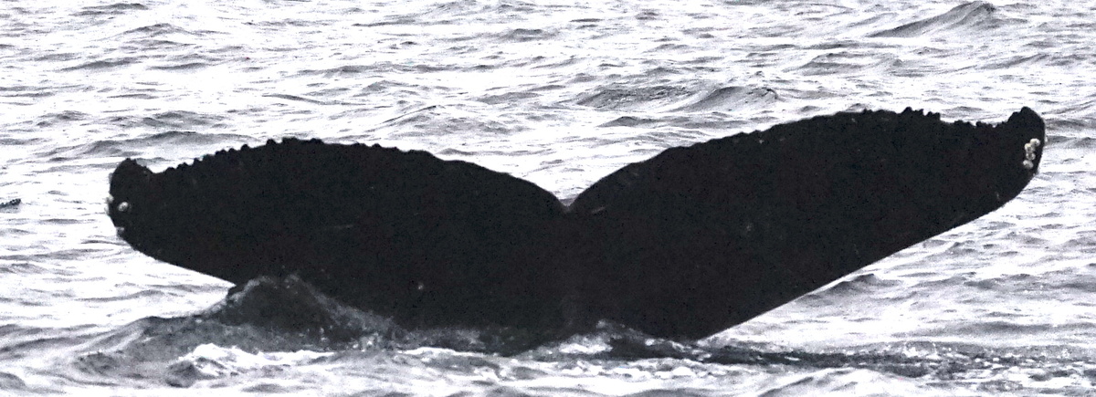 Fluke of HW-MN0401220