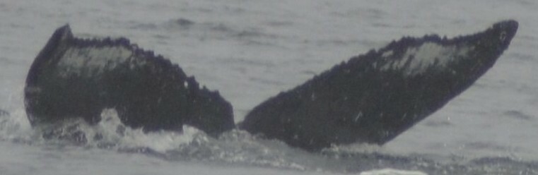 Fluke of Qugaarkunani (Alaska)