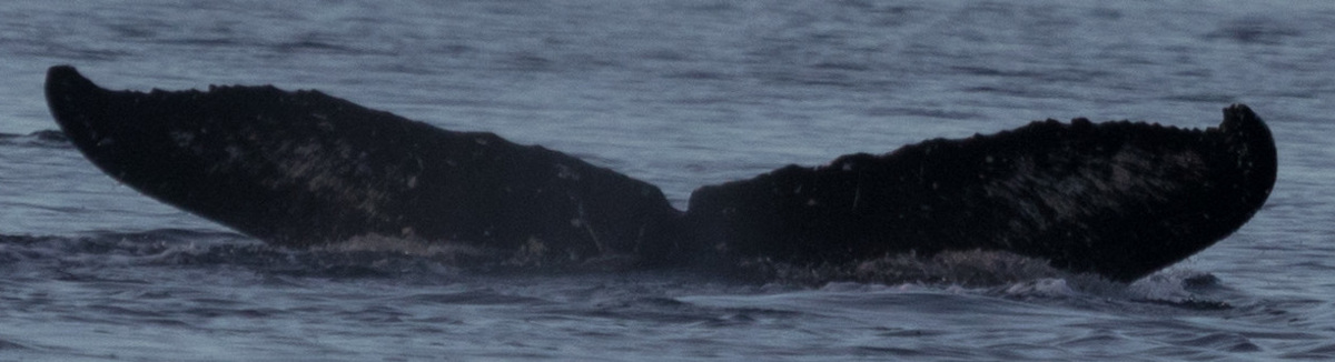 Fluke of HW-MN0401232
