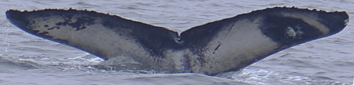 Fluke of CRC-23162