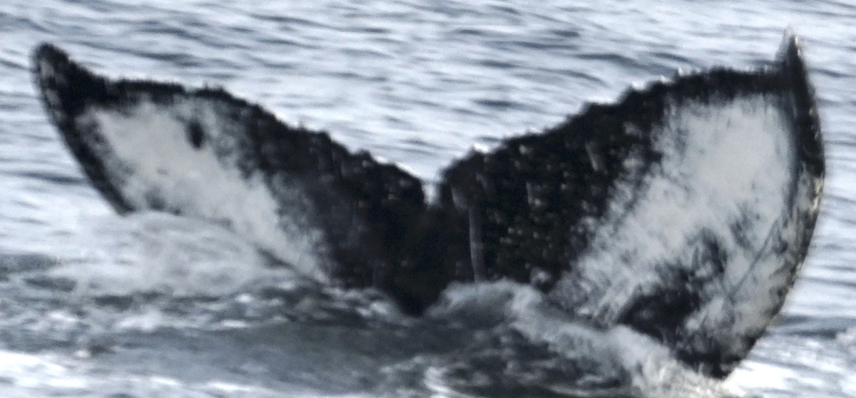 Fluke of SEAK-5536