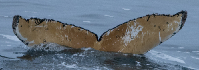 Fluke of HW-MN1303361