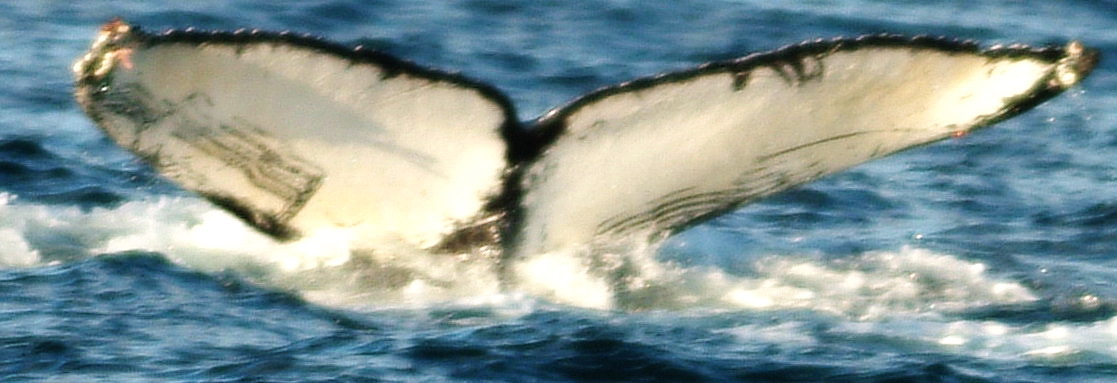 Fluke of Hurricane Henry