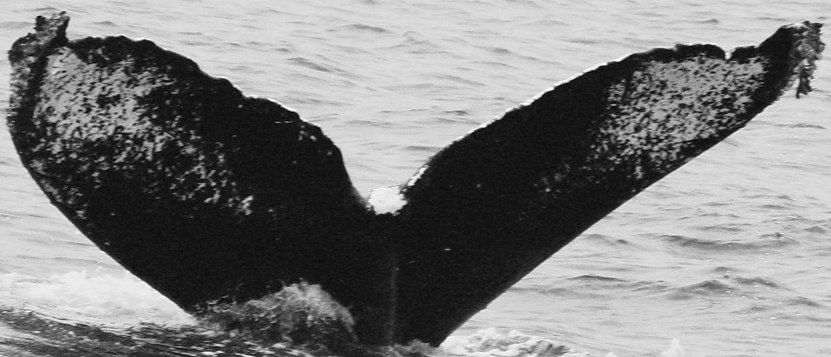 Fluke of CRC-9018
